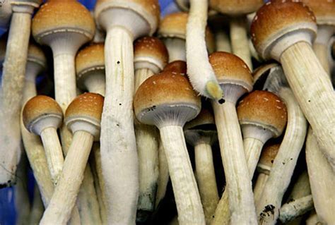 Magic mushrooms inland empire
